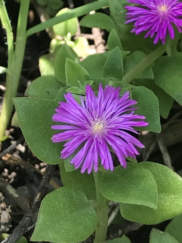 Representative image of Mesembryanthemum cordifolium