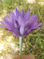 Dichelostemma congestum