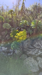 Aeonium undulatum