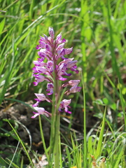 Orchis × beyrichii