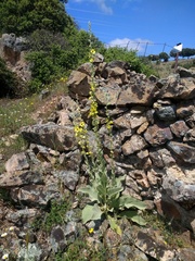 Verbascum rotundifolium