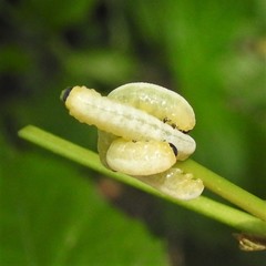 Tethida barda