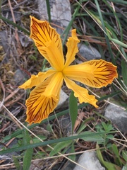Iris innominata