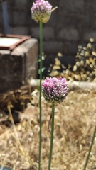 Allium