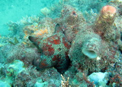 Anthenea sidneyensis