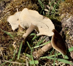 Lentinus substrictus