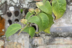 Drymonia
