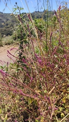 Achyranthes aspera sicula