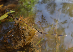 Prodasineura verticalis