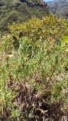 Plantago arborescens