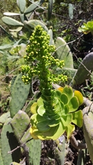 Aeonium undulatum