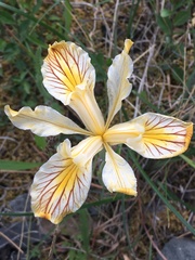 Iris innominata