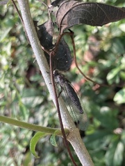 Ululodes macleayanus