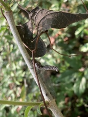 Ululodes macleayanus