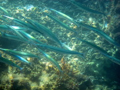 Eastern Sea Garfish photo 1