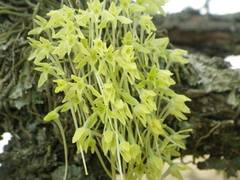 Mystacidium gracile