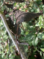 Ululodes macleayanus