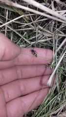 Darditilla amabilis