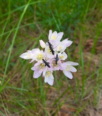 Oedemera atrata