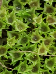 Ptychostomum capillare