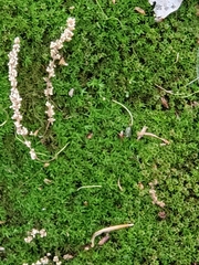 Ptychostomum capillare