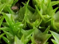 Ptychostomum capillare