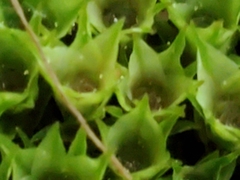 Ptychostomum capillare