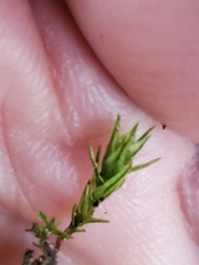 Ptychostomum capillare