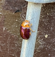 Platymela sticticollis