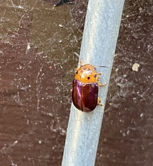 Platymela sticticollis