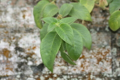 Drymonia