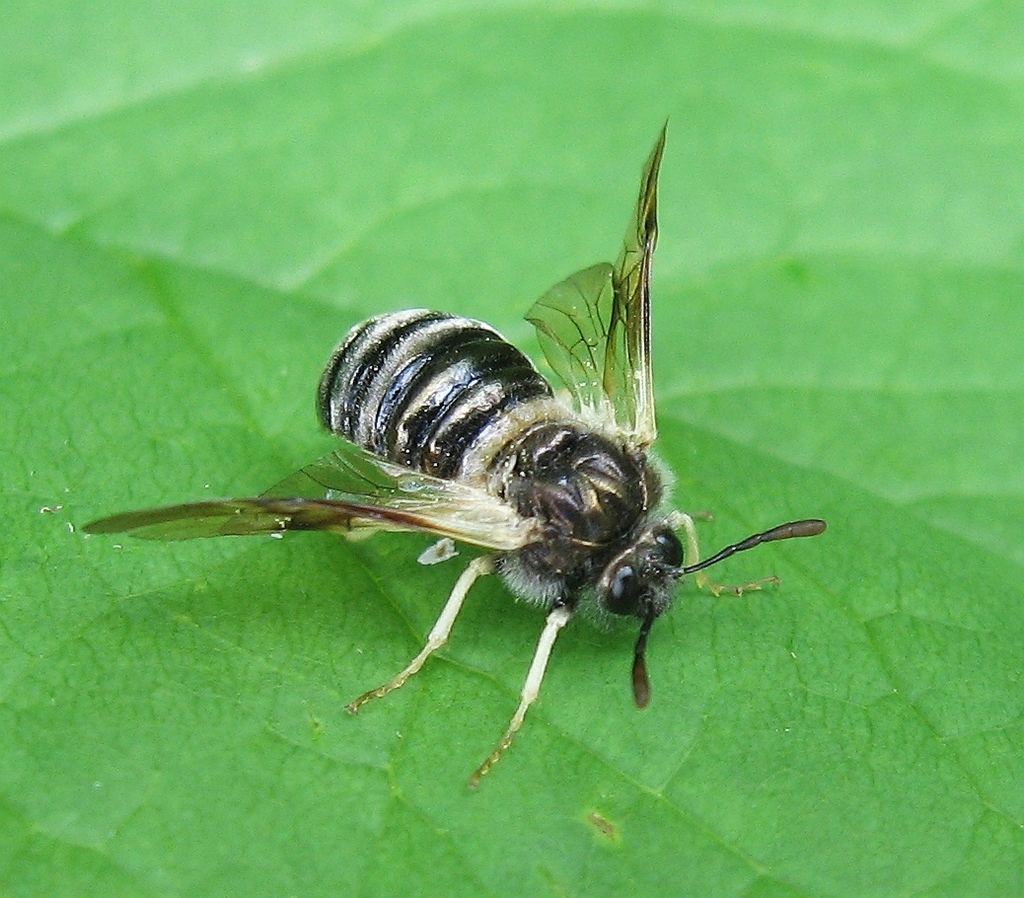 Abiinae