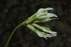 Astragalus monspessulanus image