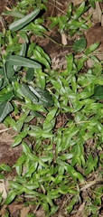 Callisia micrantha