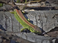 Lacerta agilis