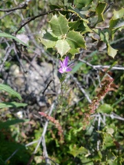 Legousia scabra