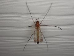 Keroplatus