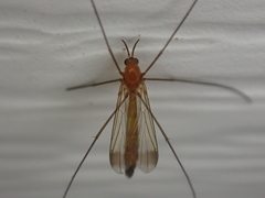 Keroplatus