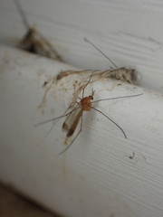 Keroplatus