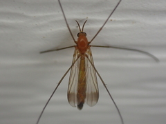 Keroplatus
