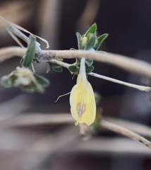 Tetramerium