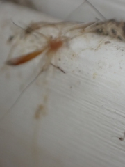Keroplatus