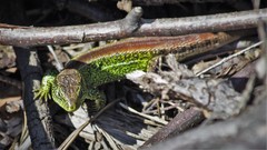 Lacerta agilis