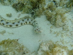 Goldspotted Eel photo 2