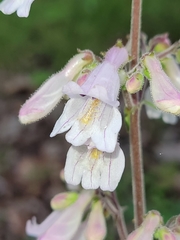 Penstemon brevisepalus