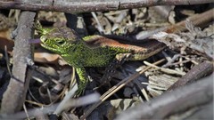 Lacerta agilis