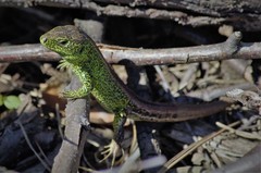 Lacerta agilis