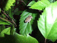 Eleutherodactylus johnstonei