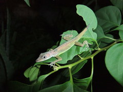 Anolis extremus