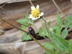 Taeniopoda varipennis